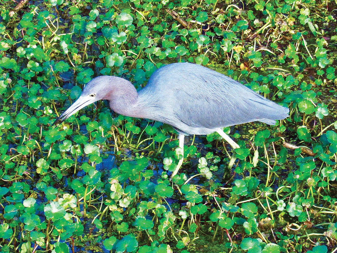 Jeannie Sparks captured this shot of a little blue heron in a marsh of Lakewood Ranch.