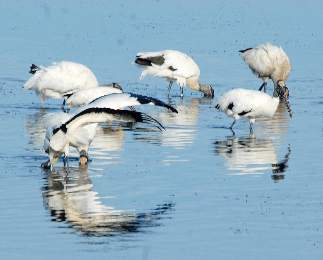 Niki Muller captured this photo of wood storks feeding in the shallow water of Sarasota Bay.