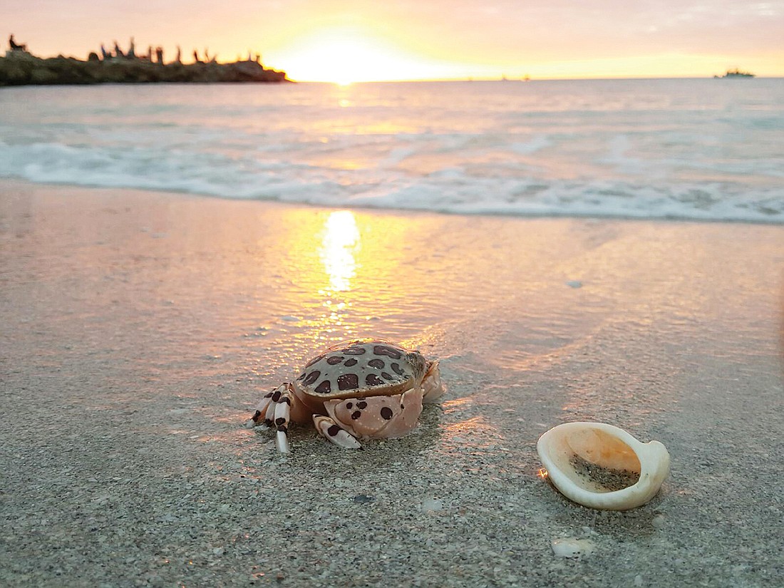 Krista Buffaloe captured this image of a crab at sunset on Nokomis Beach.