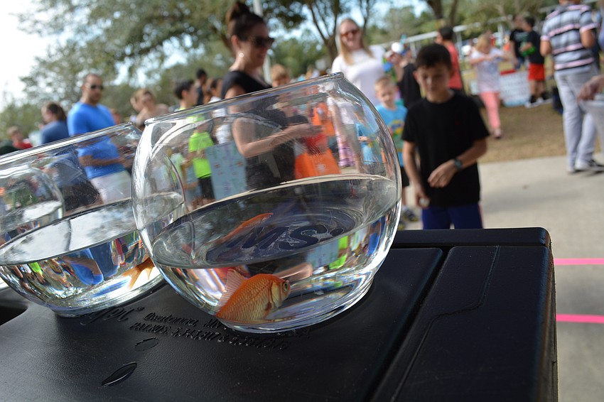 Nick Renteria tries to toss a ball into a fish bowl to win a goldfish.