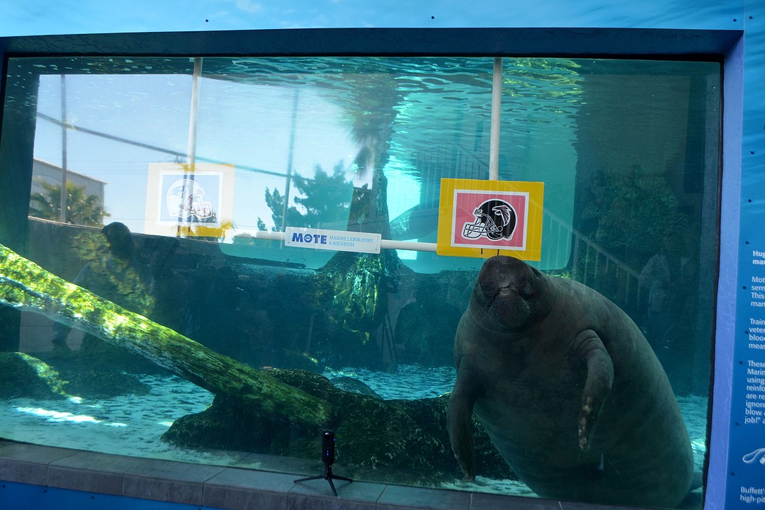 Super Bowl 2022 Predictions: Mote Manatees Support Bengals