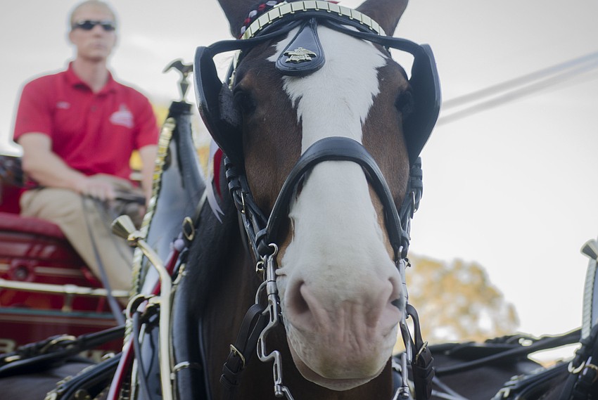 The Budweiser Clydesdales visited Siesta Key Village Feb. 1.