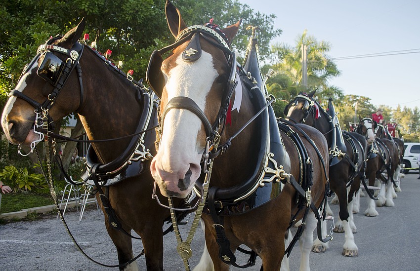 The Budweiser Clydesdales visited Siesta Key Village Feb. 1.