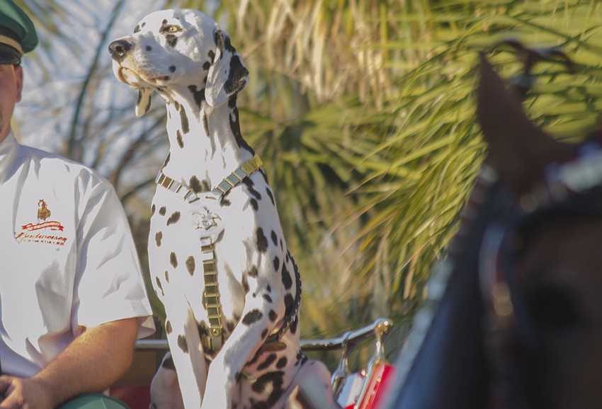 Barley the Dalmatian sits on top of the wagon.