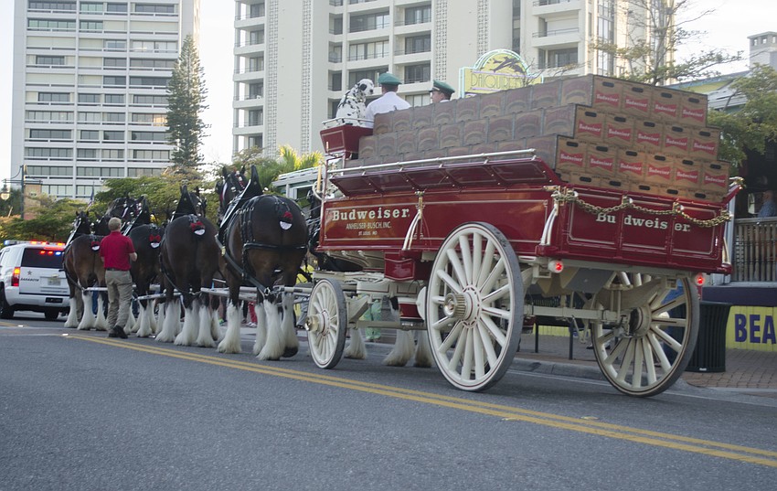 The Budweiser Clydesdales visited Siesta Key Village Feb. 1.