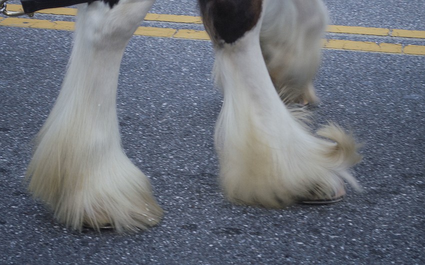 The Budweiser Clydesdales visited Siesta Key Village Feb. 1.