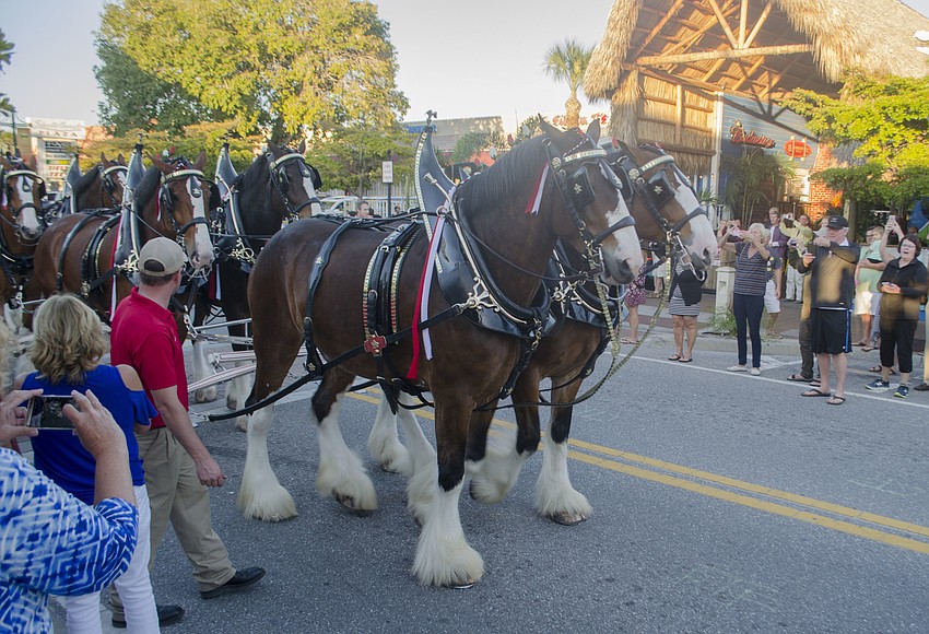 People line the sidewalks to take pictures of the Budweiser Clydesdales during their visit on Feb. 1.