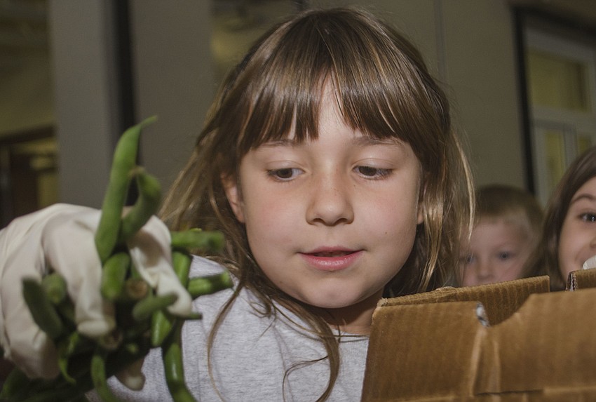 Sienna Peverini sorts green beans at All Faiths Food Bank.