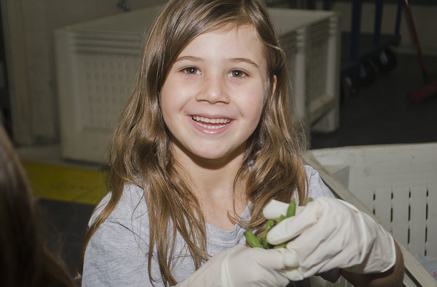 Zoey Pumarejo sorts green beans at All Faiths Food Bank.