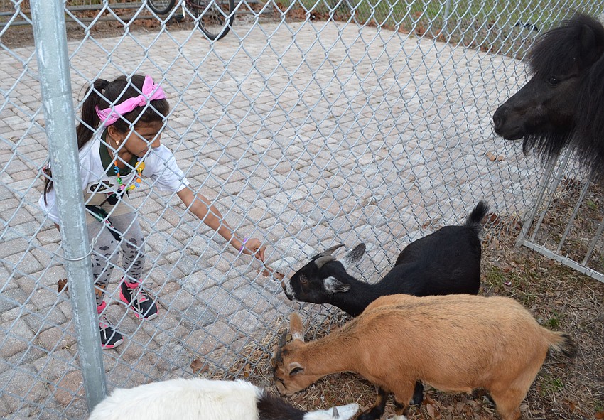 Daisy G. tries to feed the goats leaves through the chain-link fence.