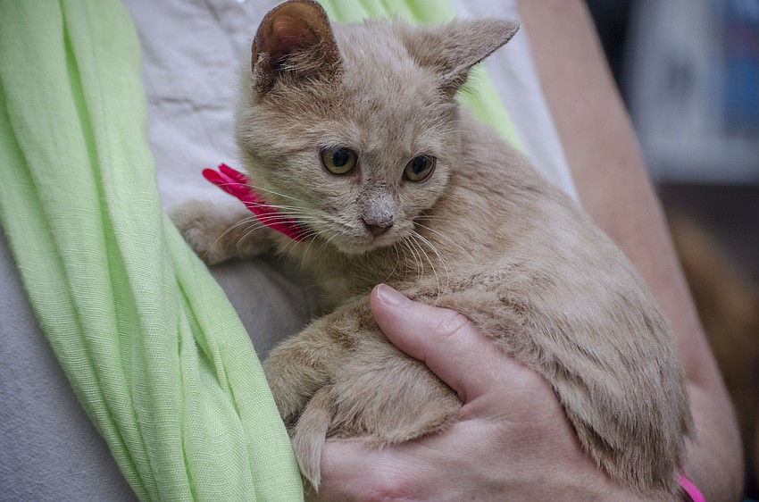 Adoptable animals were featured throughout the event.
