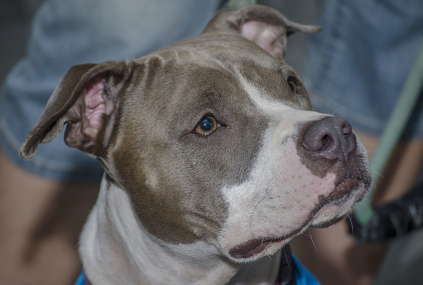 Pet therapy dog Annabell