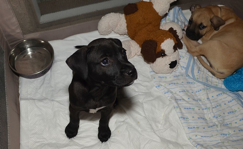 Carla of Nate’s Honor Animal Rescue gives adorning attendees the “puppy dog eyes” look.
