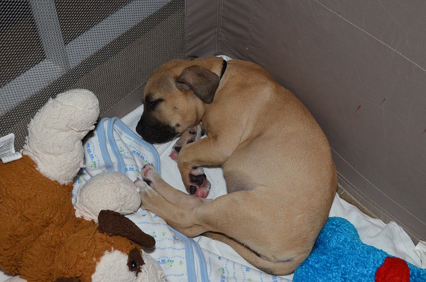 Christian of Nate’s Honor Animal Rescue takes a nap during cocktail hour.