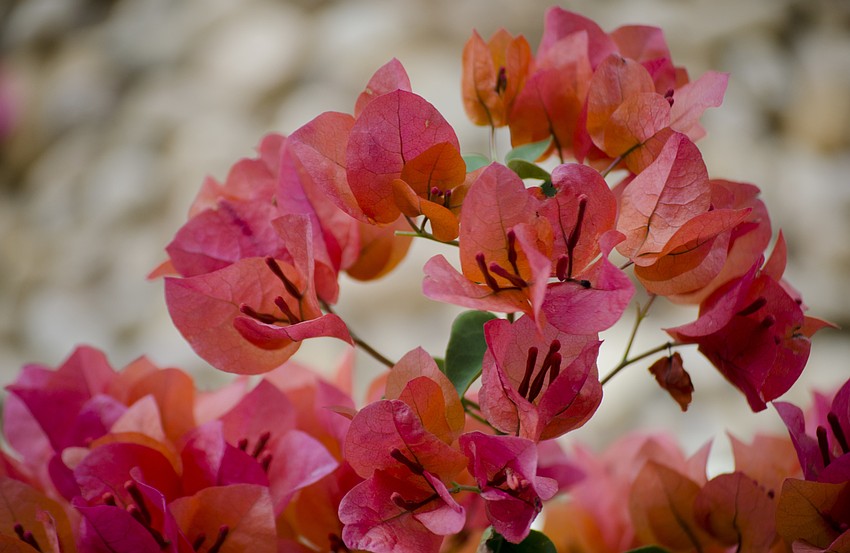 Gillespie Park Neighborhood Association planted flowers in front of the Gillespie Park substation.