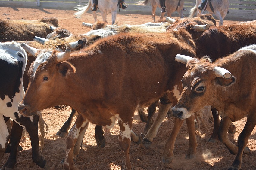 The stars of the show, yearling roping steers, move around the arena.
