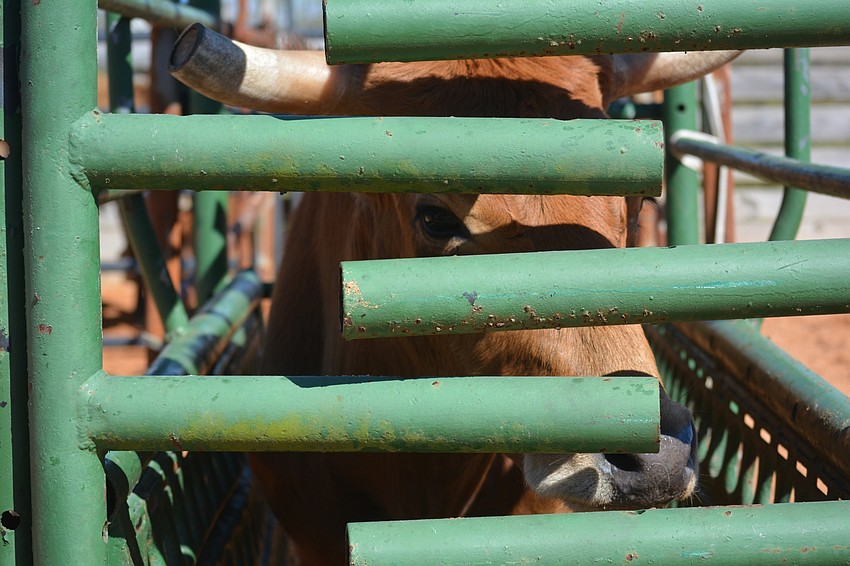 A roping steer is next in line at the SMR Cup.