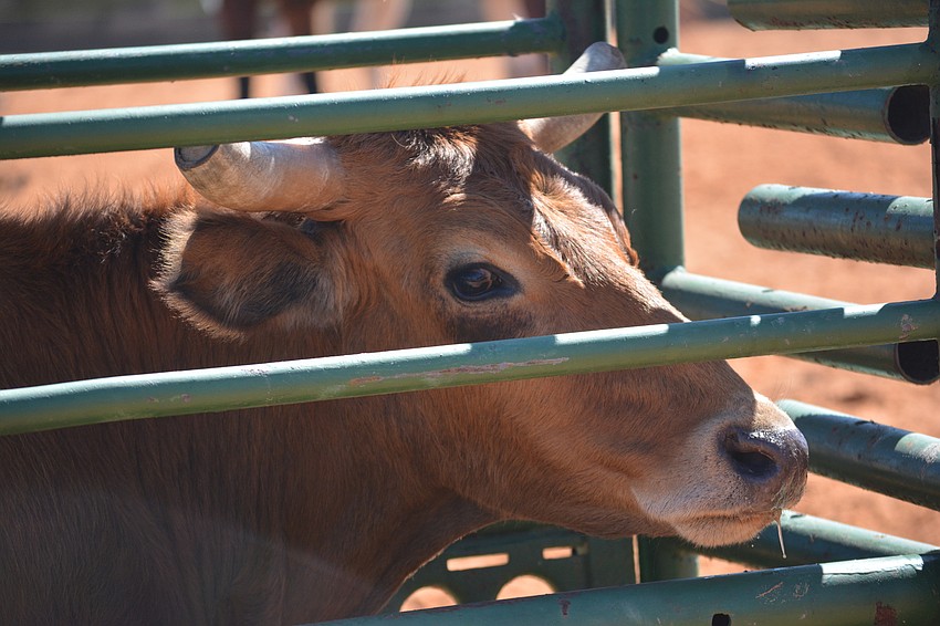 A roping steer has the eye of the tiger before being let go into the arena.