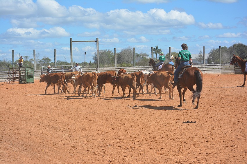 The roping steers are moving to one end of the arena for the competition.