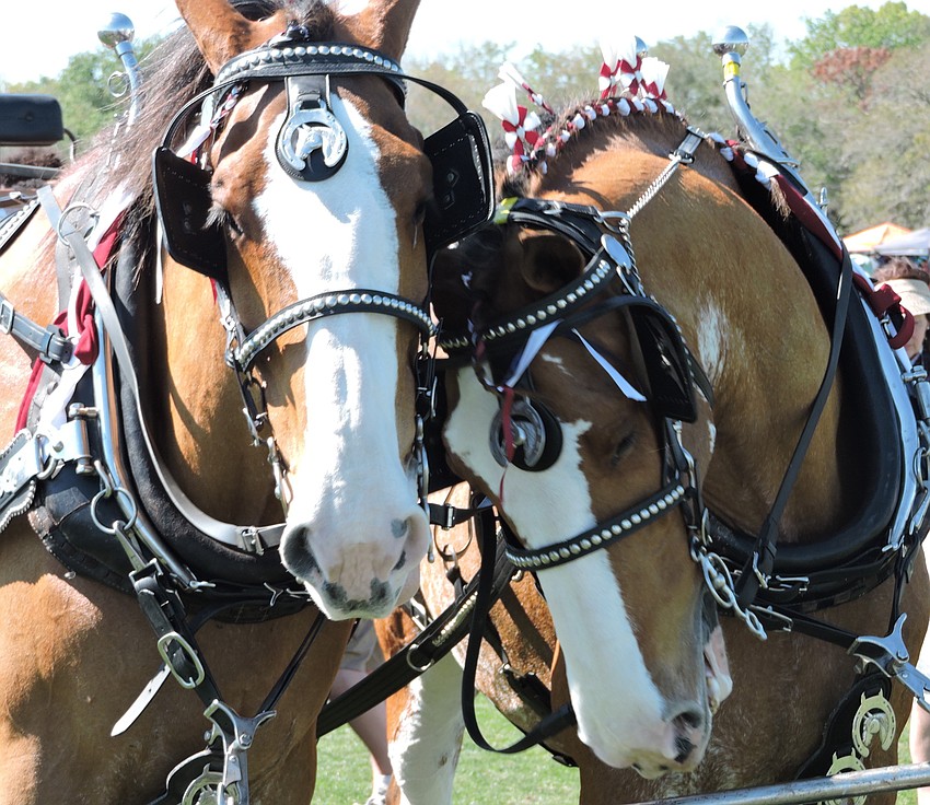 The Clydesdales were a huge hit at halftime.