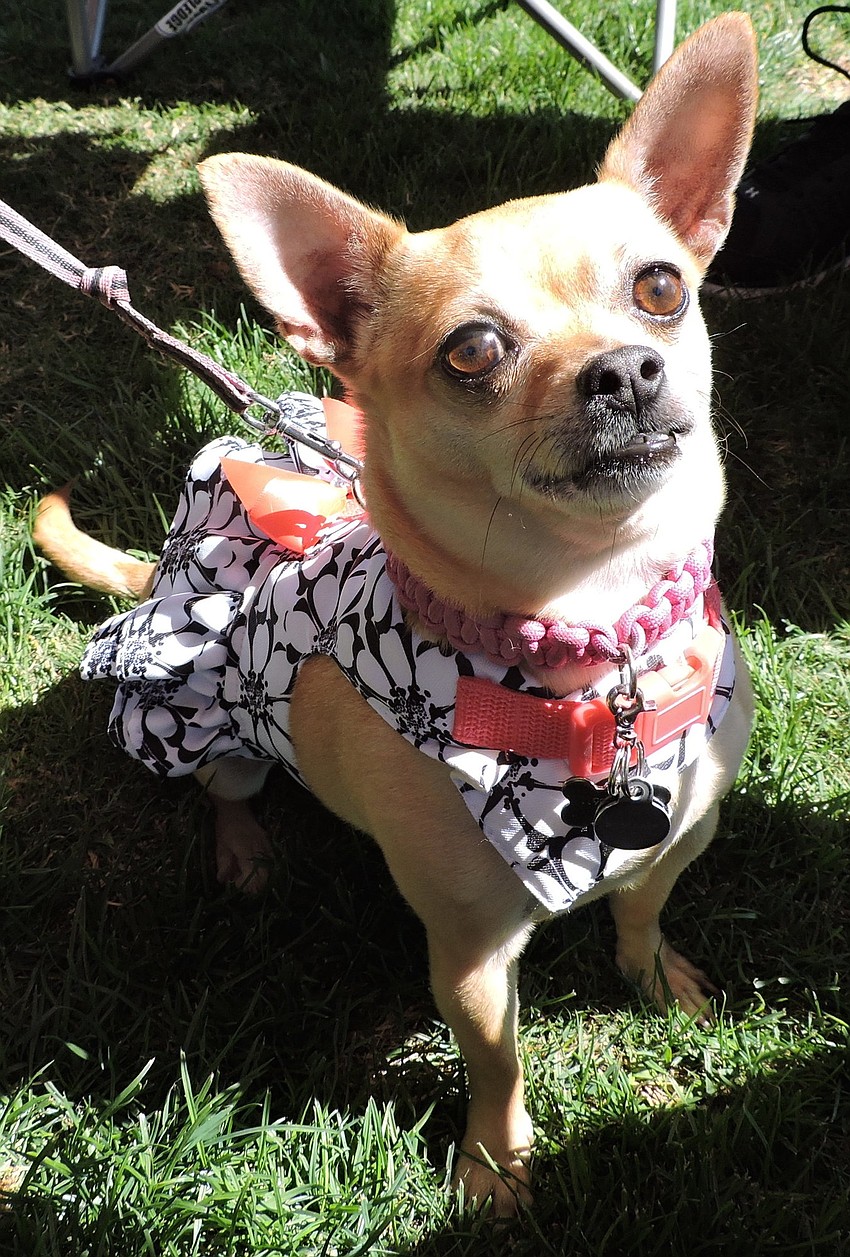 Even Lena the chihuahua dresses for the Western theme.
