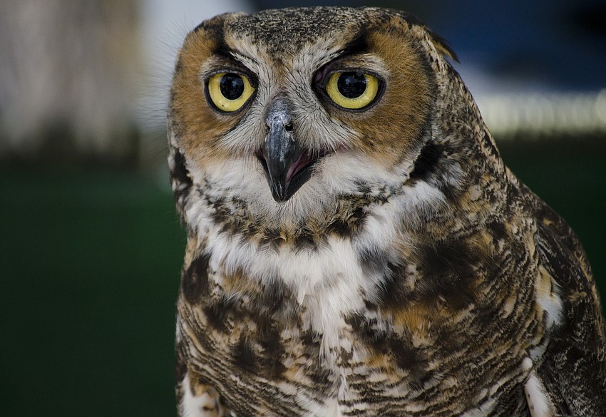 Animals from Matthew'       s Wildlife Rescue were on display.