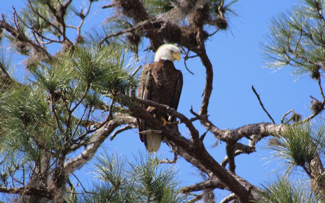 A bald eagle keeps watch over its nest on the Lorraine Road extension in Lakewood Ranch.
