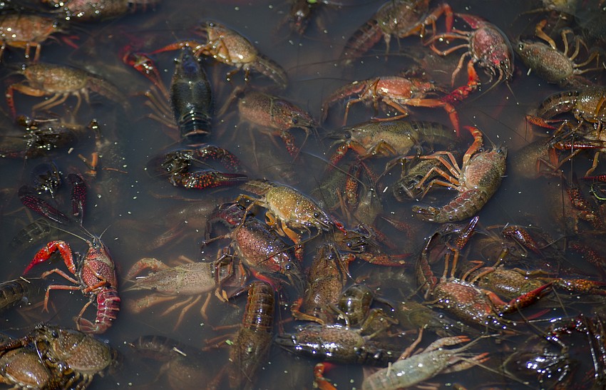 Eventgoers enjoyed fresh seafood and crawfish.