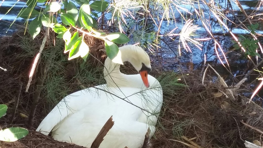 Susie and Sully are currently nesting on the Harbourside Golf Course. Photo courtesy of David Novak.