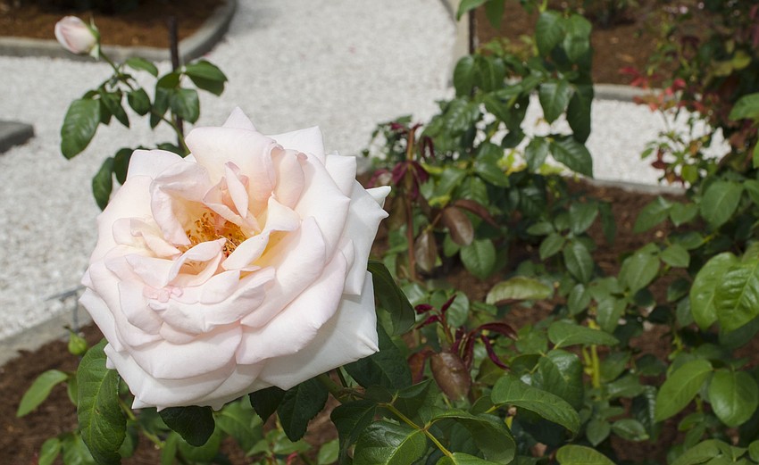 Guests enjoyed the plethora of flowers in Mable’s Rose Garden at Blossoms & Brunch on April 22 at The Ringling.