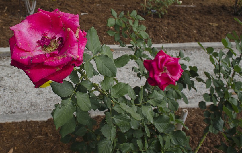Guests enjoyed the plethora of flowers in Mable’s Rose Garden at Blossoms & Brunch on April 22 at The Ringling.