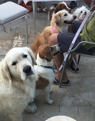 Gus waits for a birthday treat with his friends Lilly, Louie, Taffy, and Lido. Photo courtesy of Denise Creedon.