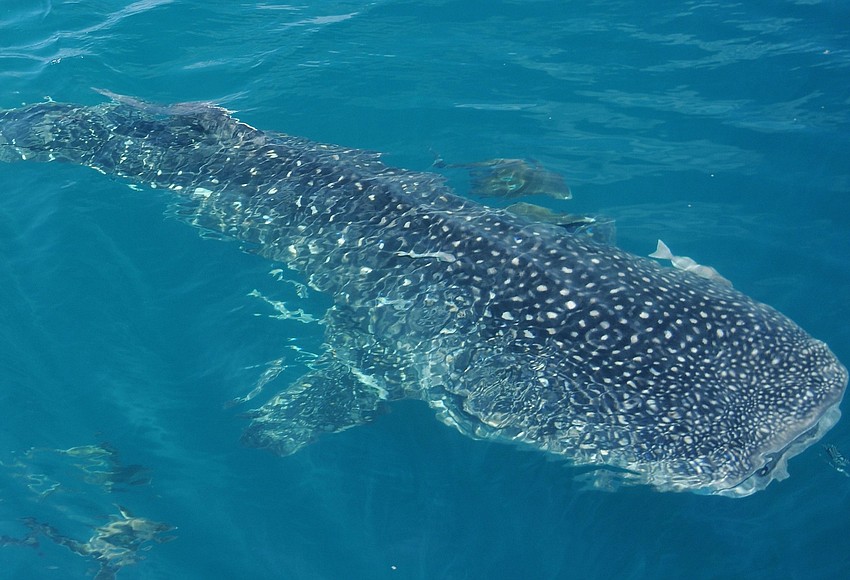 Whale sharks spotted off Anna Maria Island Your Observer
