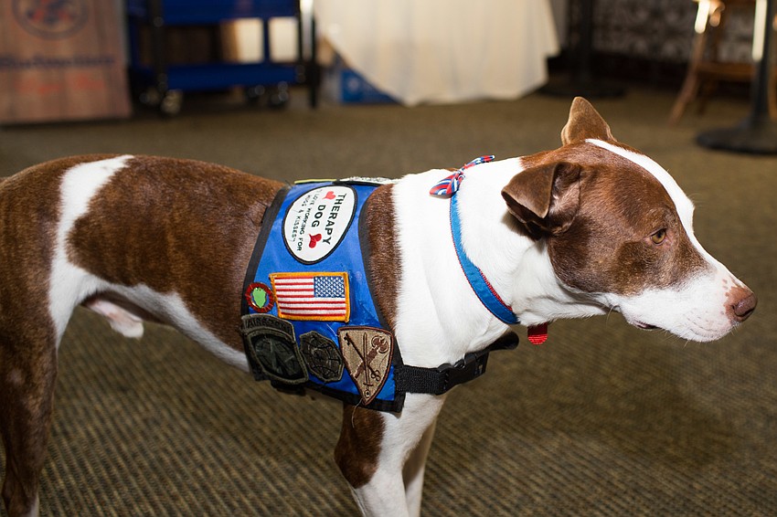 therapy dog Oz from the Paws And Warriors program mingled with guests.