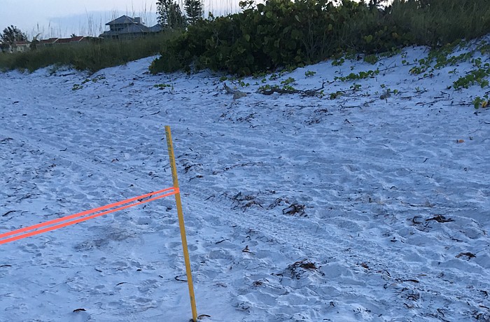 Tire tracks are about three feet from a marked turtle nest on Longboat Key&#39;s beach, near the Broadway Beach Access.