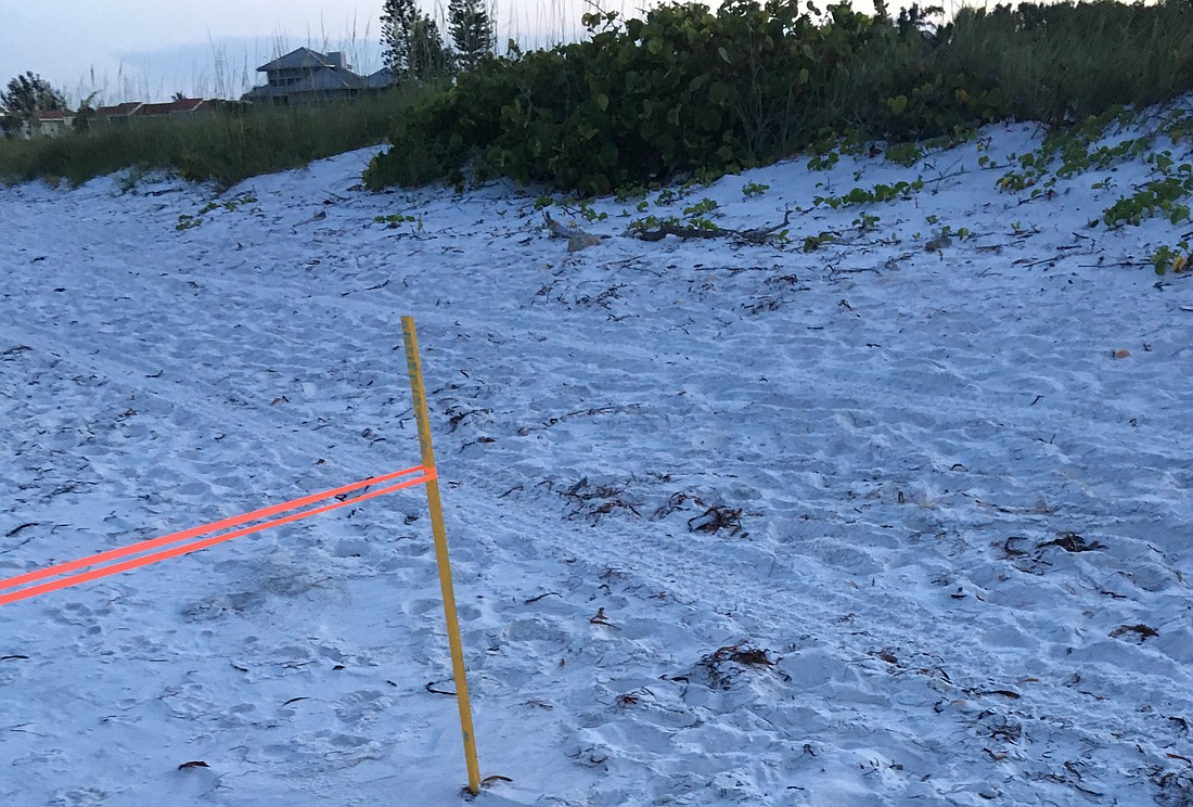 Tire tracks are about three feet from a marked turtle nest on Longboat Key&#39;s beach, near the Broadway Beach Access.