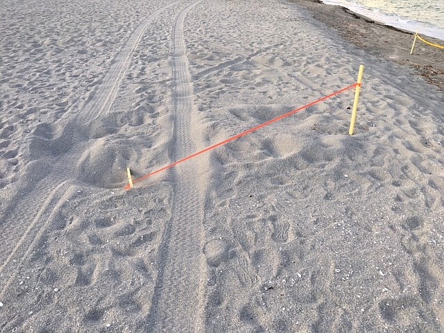 Stakes from seven nests were dislodged and a new, unmarked nest was damaged. Photo courtesy of Mote Marine Laboratory