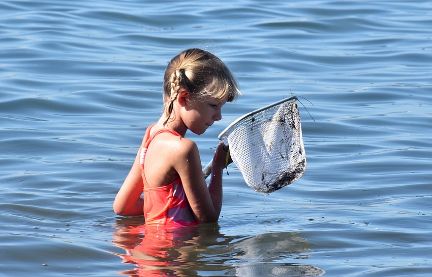 Dylan Phillippi checks her net for marine life.