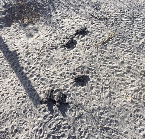 These hatchlings emerged from a nest in Venice. Photo courtesy of Mote.