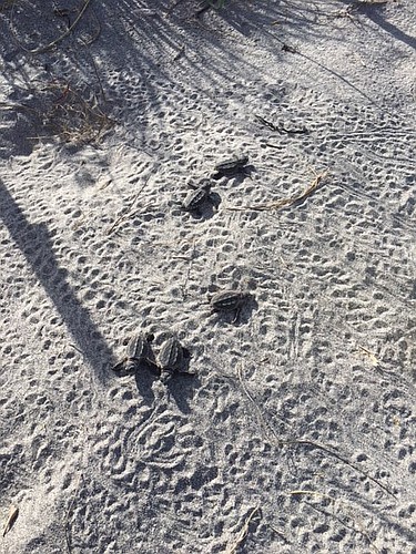These hatchlings emerged from a nest in Venice. Photo courtesy of Mote.