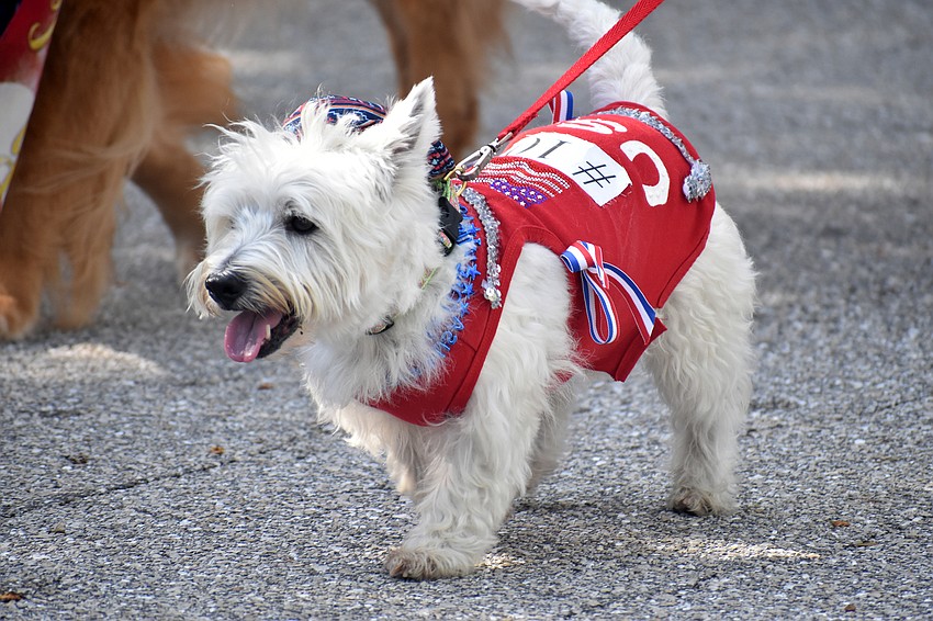 Dogs walked alongside their owners in the parade.