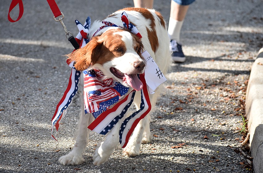 Dogs wore their most patriotic outfits for the parade and Hot Diggity Dog contest.