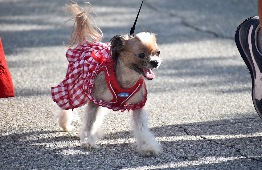Dogs wore their most patriotic outfits for the parade and Hot Diggity Dog contest.