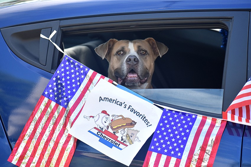 Suzy Brenner let her dog ride along the car during the parade.