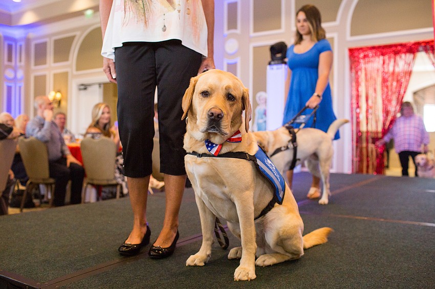 Levi, a Southeastern Guide Dog ambassador, poses for the camera.