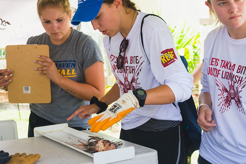Ashley Yarbrough, center, measures one of the many lionfish harvested during the derby.