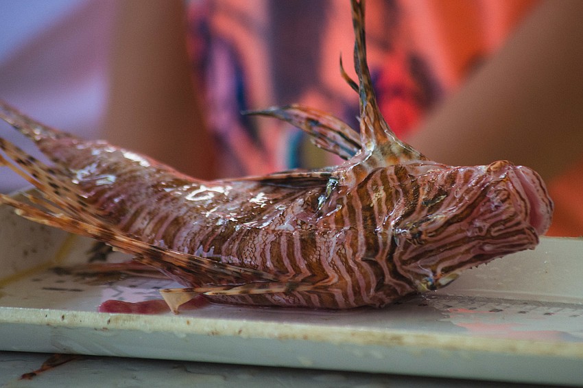 A lionfish gets measured.