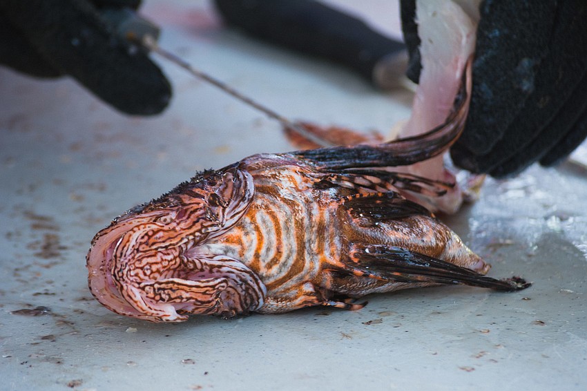 A lionfish gets filleted.