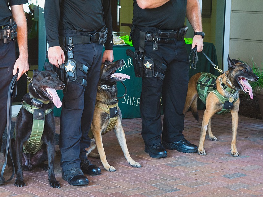 K-9s Rex, Ryker and Nox show off their new ballistic vests.