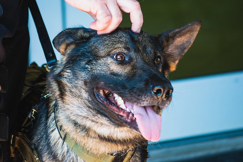 K-9 Eros just turned 3 years old and is originally from Budapest, Hungary.